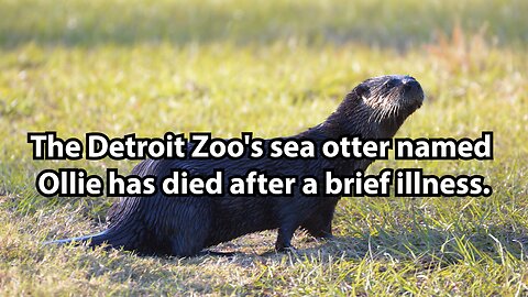 The Detroit Zoo's sea otter named Ollie has died after a brief illness.