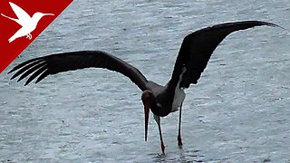 Black stork - Ciconia nigra