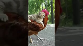 A cat riding a rooster. #shorts