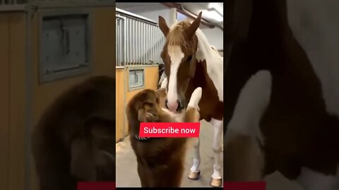 Dogs best friend, a Horse.