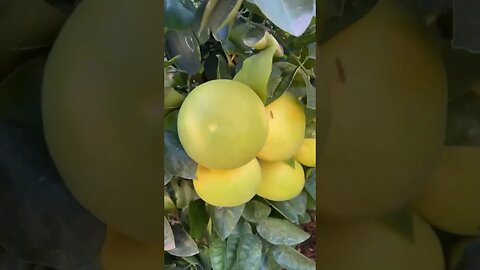 #ytshorts #grapefruit #fruit #food