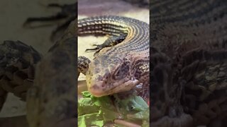 Lizard relaxing on his food