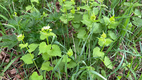 Foraging Garlic Mustard- Part 2