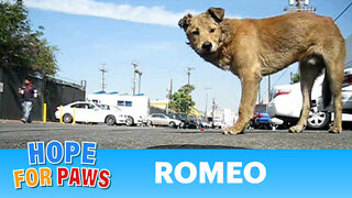 Dog rescue: Goldie and Romeo (Part 2 of 2) - (By Audrey & Eldad Hagar)