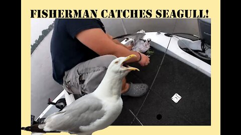 Fisherman Catches Seagull