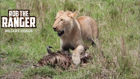 Hyenas Vs Marsh Pride Lions | Livestream From Maasai Mara | Zebra Plains