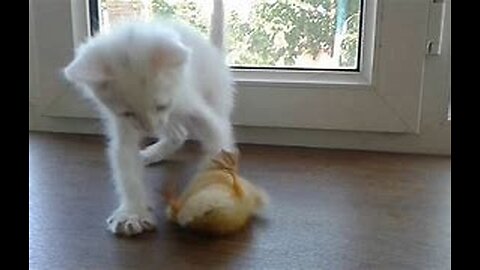 cat and duck fight- cute animals fight- cute cat and kitten