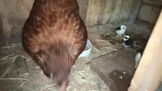 Bantam hen has hatched some Belgian D'uccle. chicks 18th January 2021