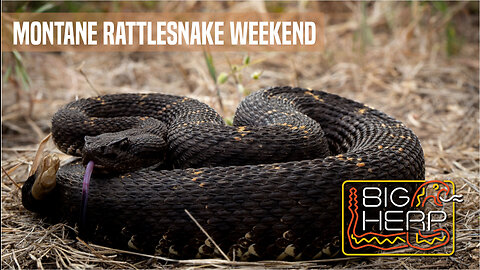 Montane Rattlesnake Weekend | Day Hiking Wins