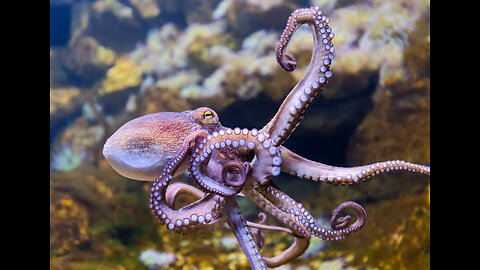 "Ocean's Intelligence: The Marvelous Octopus Chronicles 🐙" #57