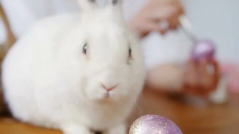 Extreme close up with tilt up of adorable white bunny sitting on table and twitching its nose while