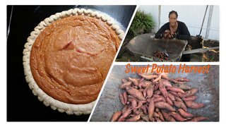 Fall Sweet Potato Harvest! Baked Sweet Potato Pie