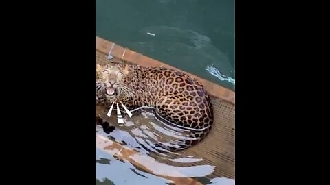 Wild Leopard Fell In Deep Well 😥