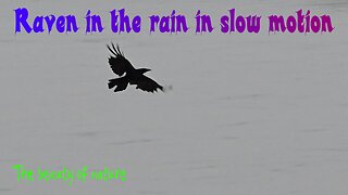 Raven flies in slow motion in the rain over a river / beautiful bird in flight.