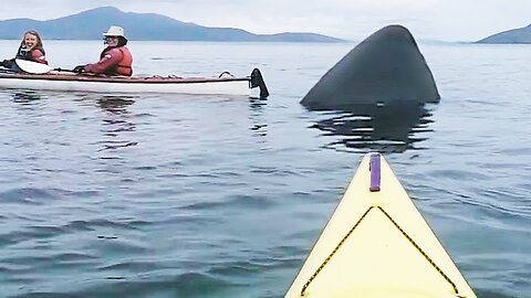 Mega Sized Sharks and Small Boats Caught on Camera- CR News - New Series