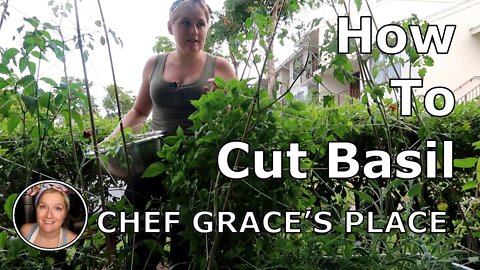 Where to Cut a Basil so It Keeps Growing