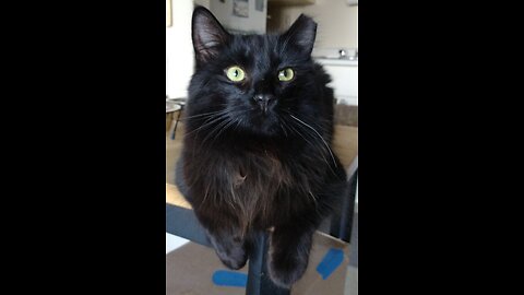 Teddy (Theodore White Whisker) Tunnel Play