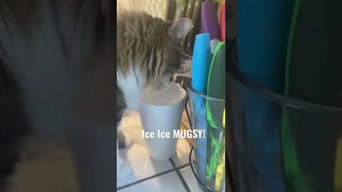 Kitty Loves licking Ice…. #Catderp