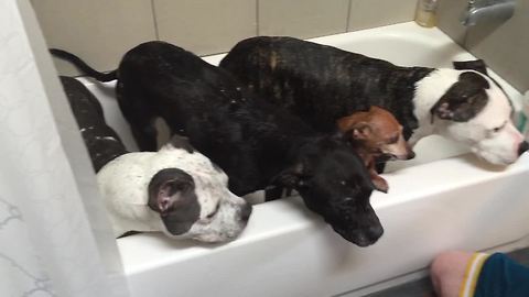 Four dogs enjoy relaxing bath time with owners