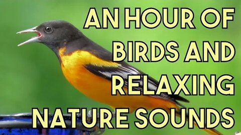 Hour of Birds w/ Relaxing Nature Sounds, Orioles, Bluebirds, Goldfinch, Hummingbirds + Stream & More