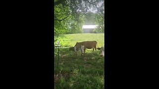 Momma cow and heifer calf.