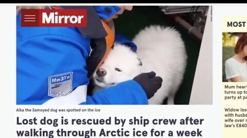 LOST DOG FOUND IN THE ARTIC