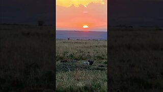 Hyenas At Sunset #shorts | #ShortsAfrica | #Augdailyshorts