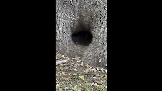 Bee Hive in a Big Oak Tree