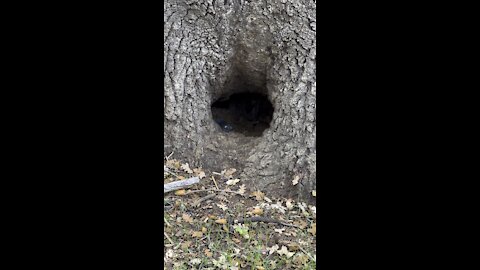 Bee Hive in a Big Oak Tree