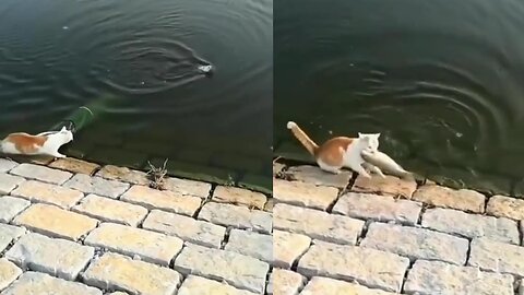 cat steals fish from fisherman