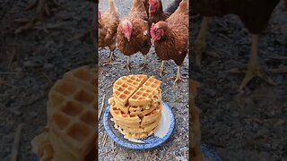 #waffles #chickens #farmlife #homesteading #homesteadlife