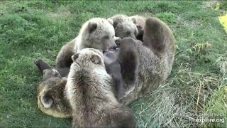 Momma and her 3 cubs at Katmai National Park. 9-21-19