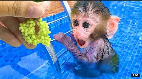 Monkey Baby harvest fruit in the garden and eat with puppy and duckling at the pool
