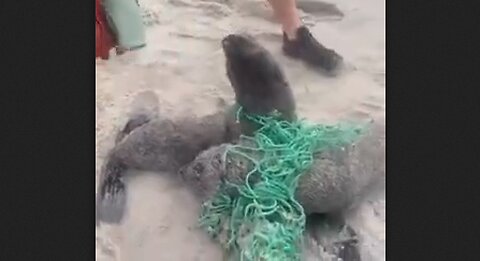 Saving Young Sea Lions Tangled In A Fishing Net - HaloRock