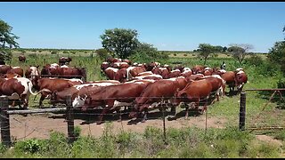 Pinzgauer cattle