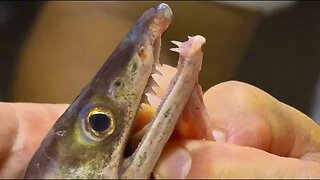 Fishing for River Monsters EEL BITE