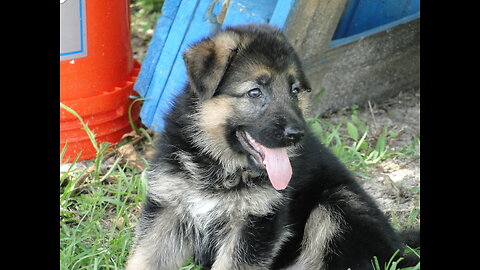 PUPPIES German Shepherd puppies playing with each other Rome and Jules pups