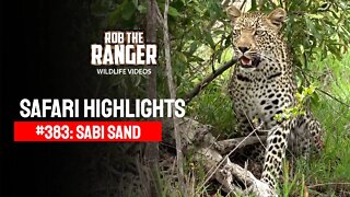 Safari Highlights #383: 15 - 18 December 2015 | Sabi Sand Nature Reserve | Latest Wildlife Sightings