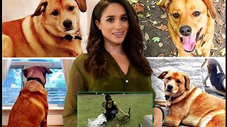 Meghan Markle and Her Pets 🐶 🐱 #MeghanMarkle #Animals #Pets