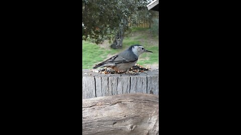 White-breasted Nuthatch🐦Woodpile Seed Surprise
