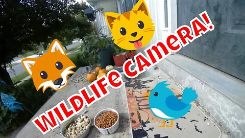 Fall Wildlife And Feral Cat Camera! 🦊😻