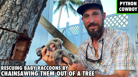 Rescuing Baby Raccoons With My Chainsaw