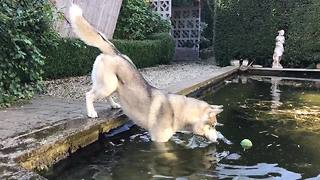 Determined husky fetched ball from pool