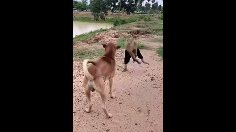 Monkey vs dog