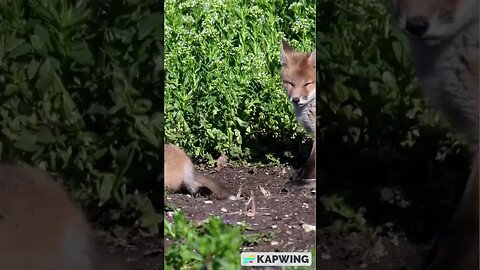 Fox Cubs Playing