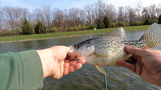 FULL Panfish Tips and Tricks Pond Fishing Video