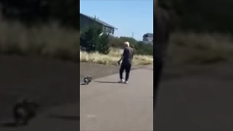 Seagull walks Dog