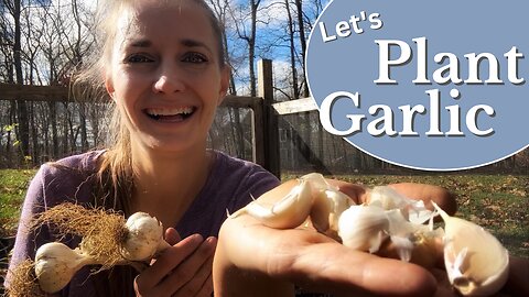 Planting Garlic | How and When to Plant Garlic for a Summer Harvest