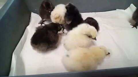 Silkie Chicks, 1 and 2 days old ( 08/06/2020 ) ( Video 1 )