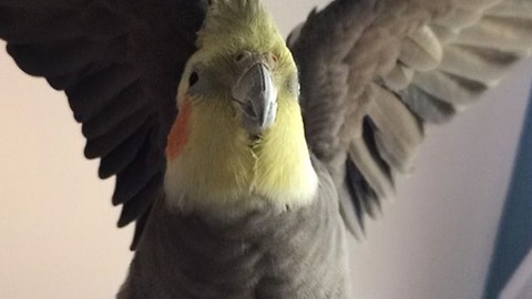 Cockatiel learns "show me your foot" trick